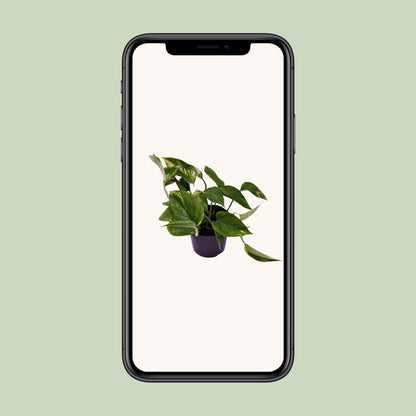 Scindapsus Aureum 12cm – Pflegeleicht & elegant | Pflanzfix24.de - Pflanzfix24.de