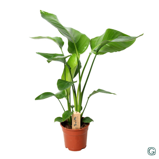 Strelitzia Nicolai Pflanze im 3er Set - Pflanzfix24