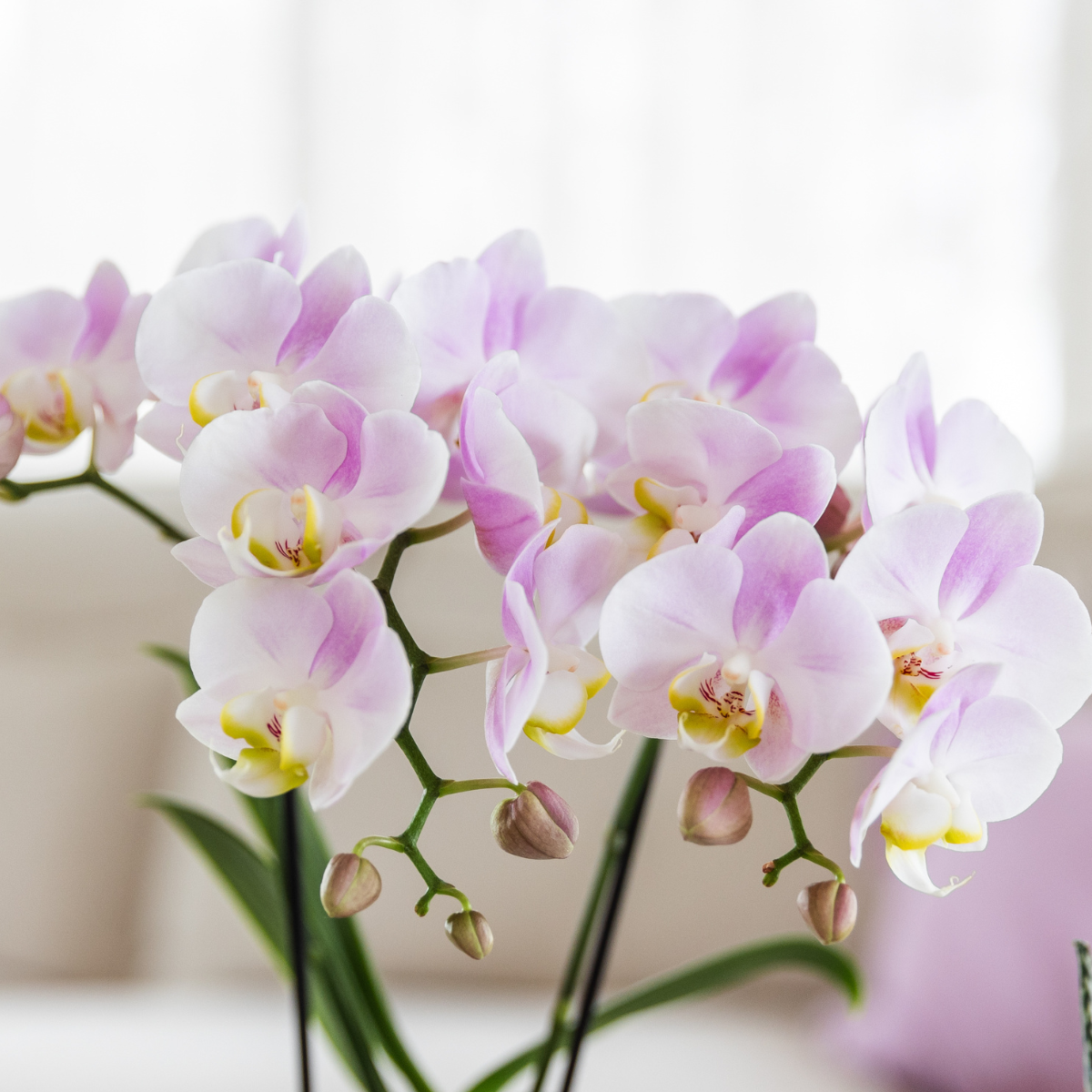 Kolibri Orchids Muttertag Geschenkset - Pflanzfix24