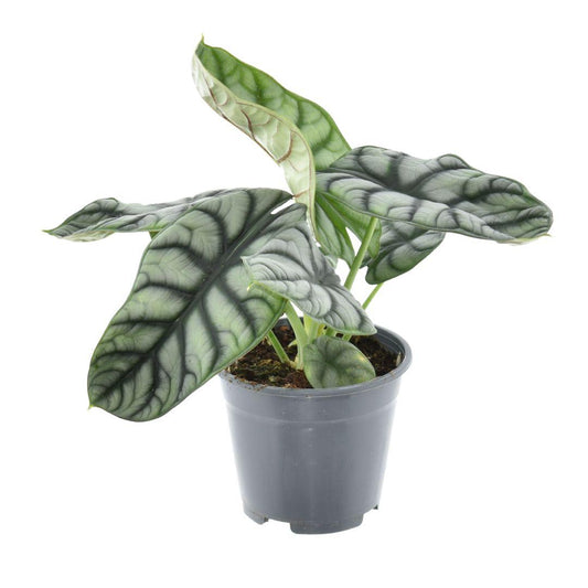Alocasia Nebula Silver Compacta - pflanzfix24