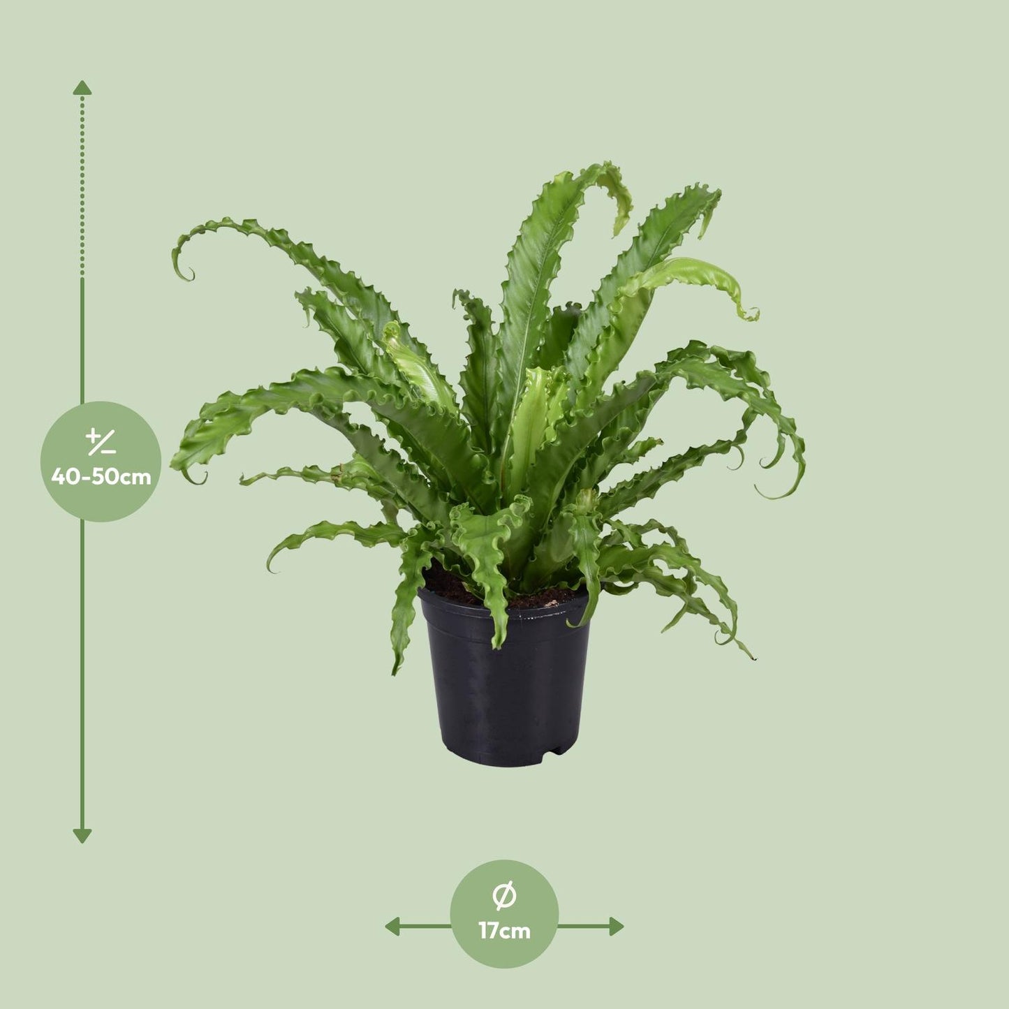 Asplenium Antiquum Osaka - Ø17cm - ↕45cm - Pflanzfix24
