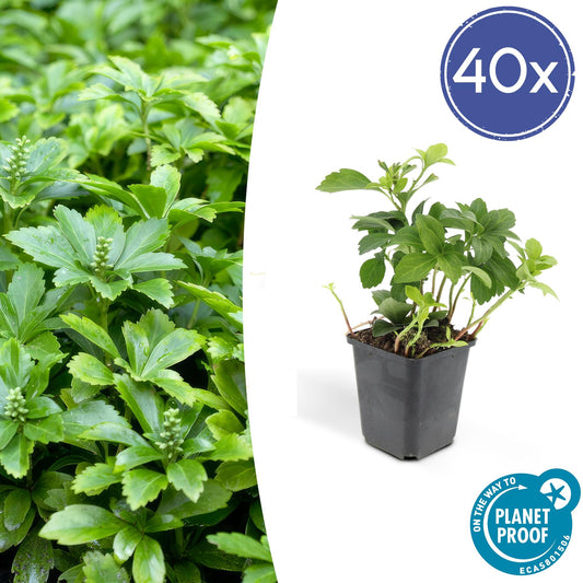 40x Pachysandra term. 'Green Carpet' - ↕10-25cm - Ø9cm - Pflanzfix24.de - Pflanzfix24.de