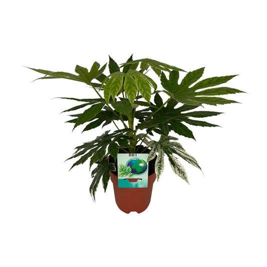 Fatsia Japonica Spiderweb - Ø19cm - ↕60cm - pflanzfix24