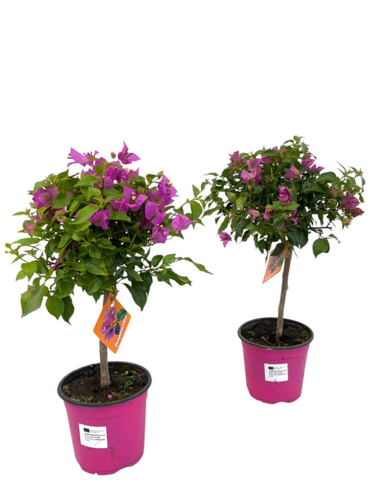 Bougainvillea Sanderiana Op Stam - 1 Stück - Ø17cm - ↕55cm - Pflanzfix24.de - Pflanzfix24.de