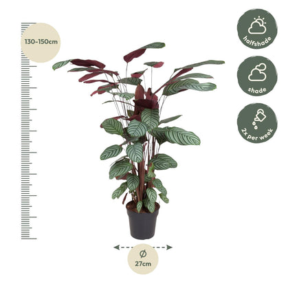 Calathea Oppenheimiana - 130 cm - ø27 bei Pflanzfix24.de - Pflanzfix24.de