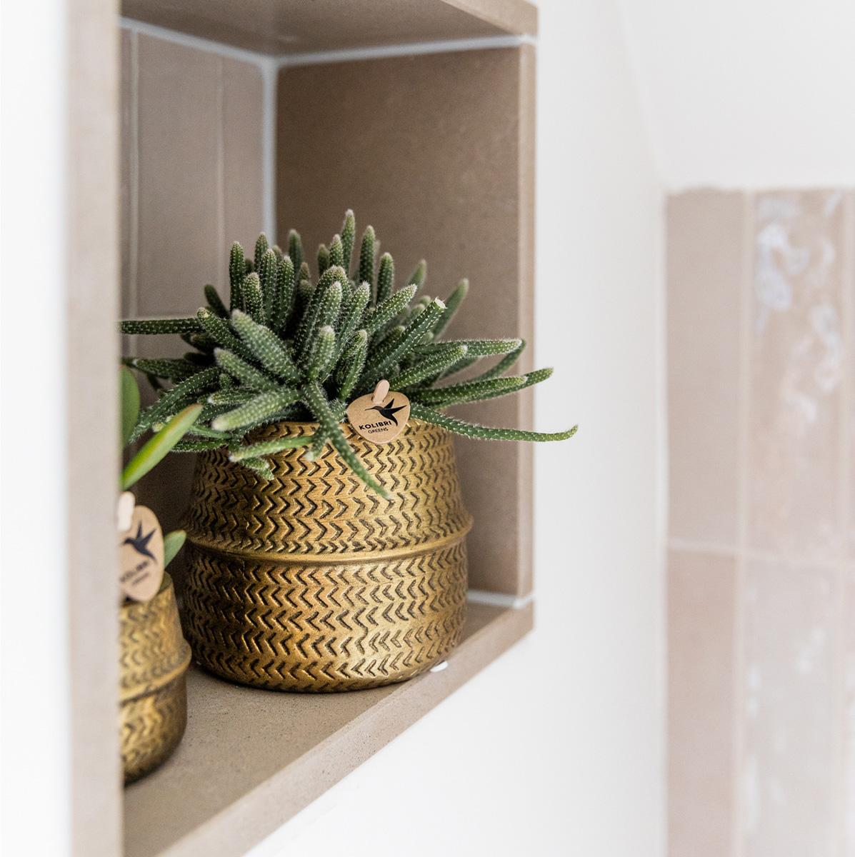 Pflanzenset Groove Gold mit Orchidee & Aloe – Pflanzfix24.de - Pflanzfix24.de