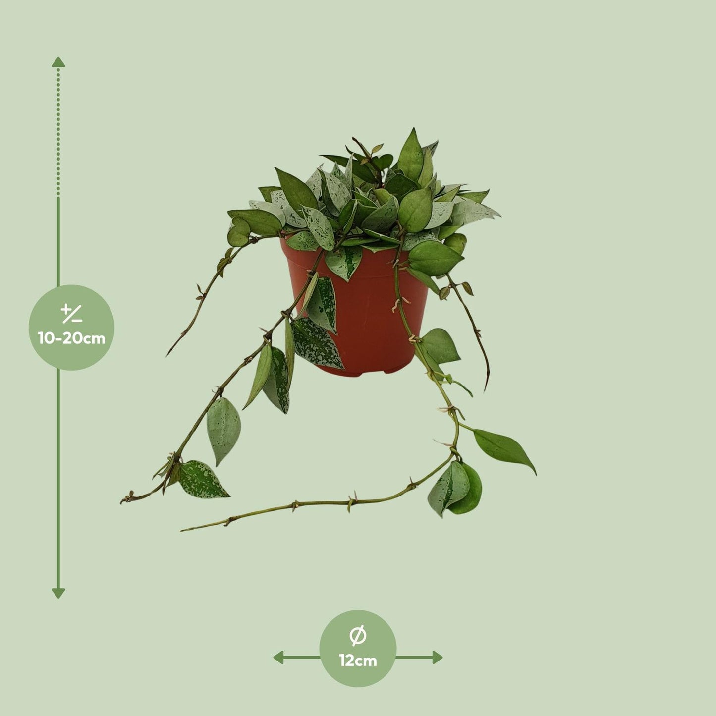 Hoya Krohniana Eskimo - Ø12cm - ↕15cm von Pflanzfix24