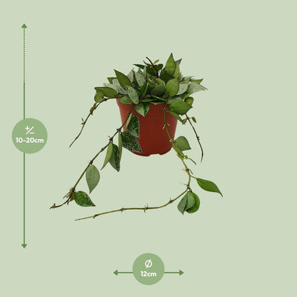 Hoya Krohniana Eskimo - Ø12cm - ↕15cm von Pflanzfix24
