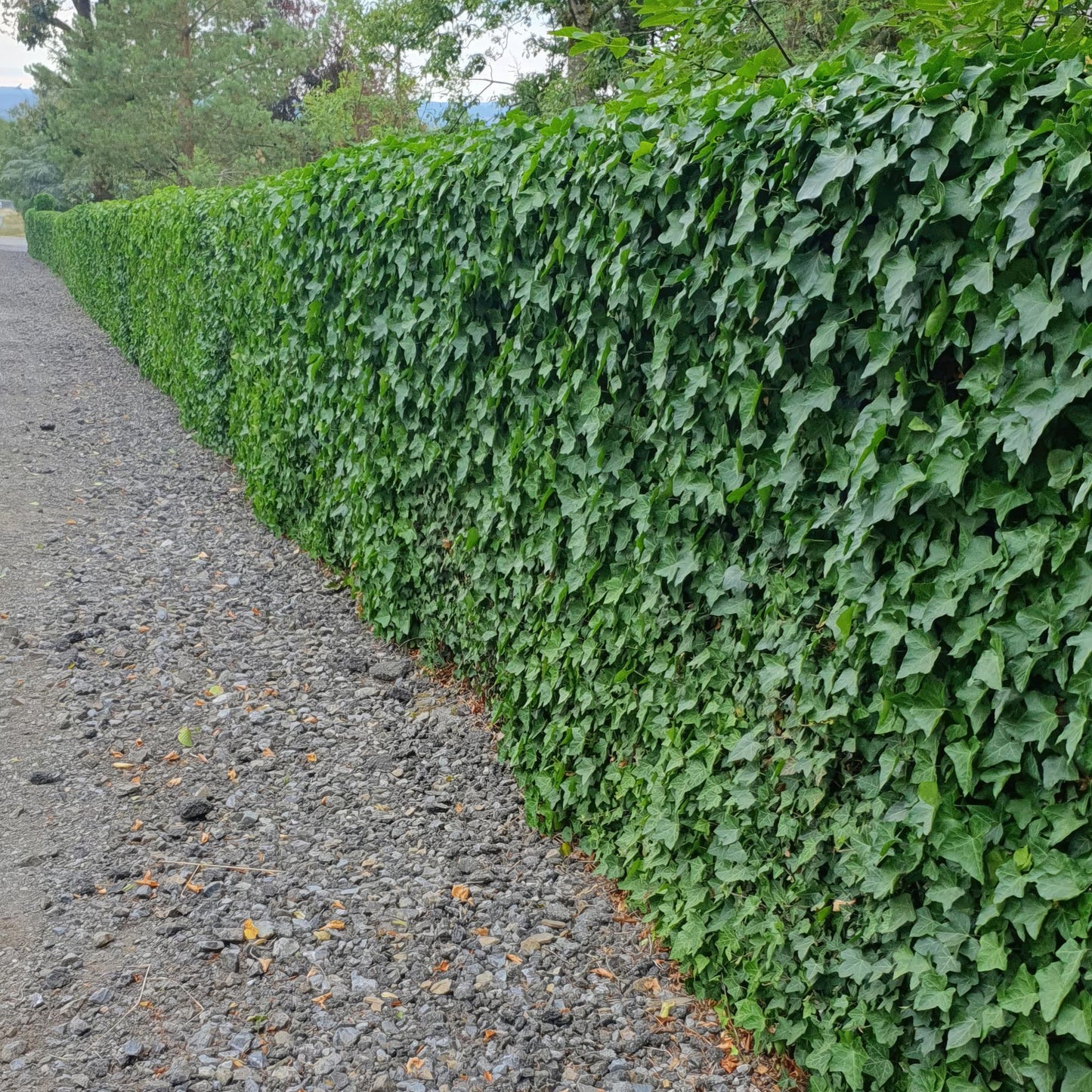24x Hedera Hibernica - ↕10-25cm - Ø9cm - Pflanzfix24