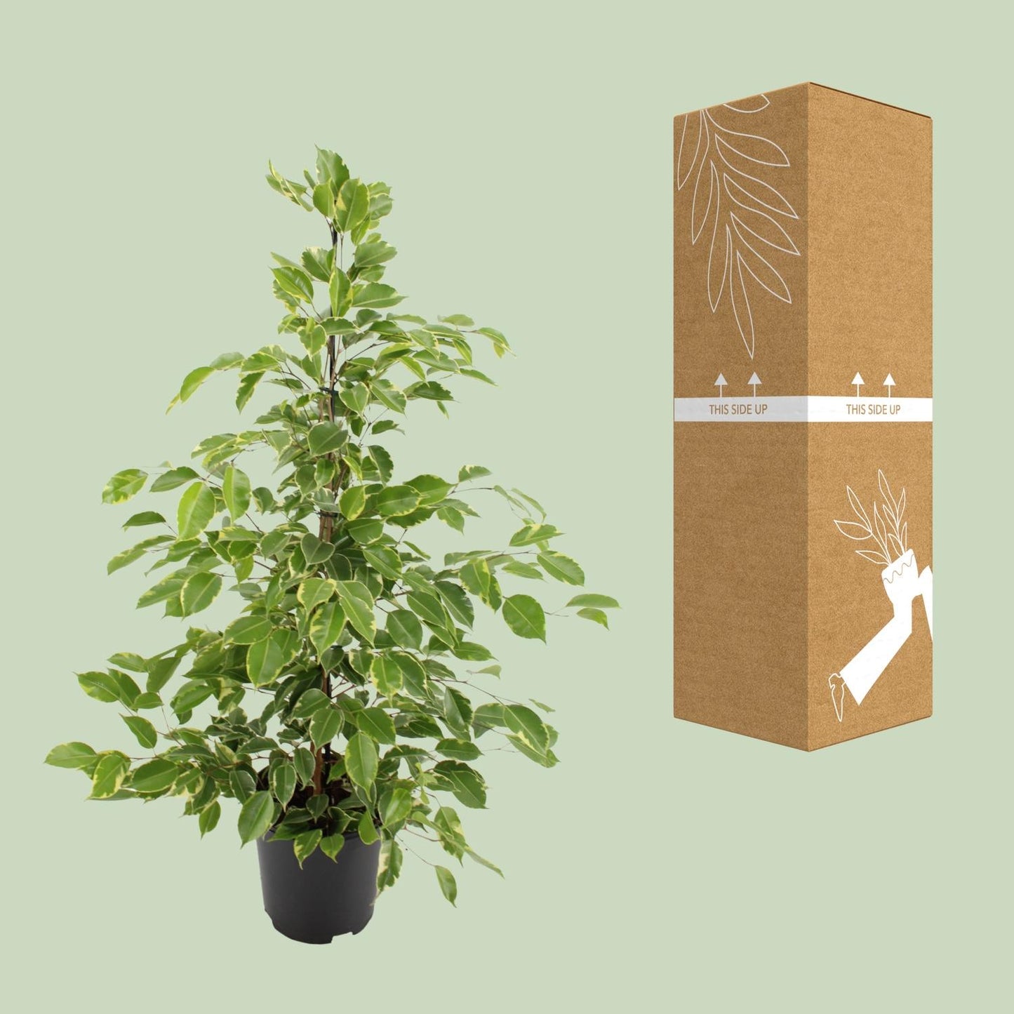Ficus benjamina Goldenking - Ø21cm - ↕95cm bei Pflanzfix24