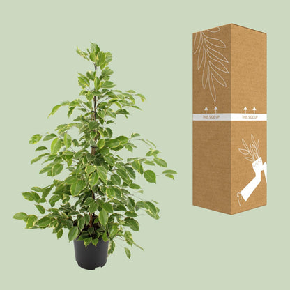 Ficus benjamina Goldenking - Ø21cm - ↕95cm bei Pflanzfix24