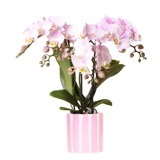 Rosa Orchidee Portugal im Stripe-Topf Rosa – Pflanzfix24.de - Pflanzfix24.de
