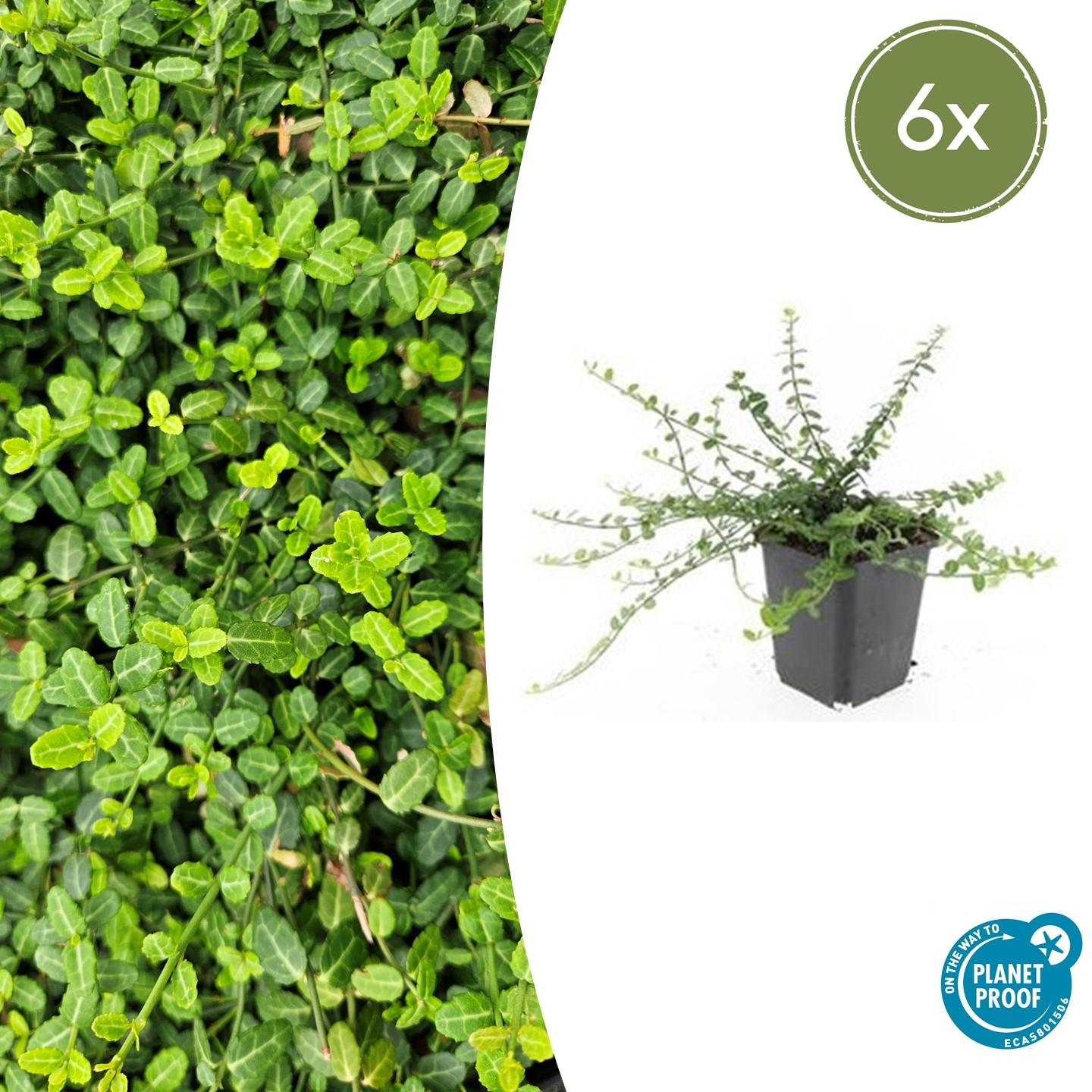 6x Euonymus fortunei 'Minimus' - ↕10-25cm - Ø9cm - Pflanzfix24.de - Pflanzfix24.de