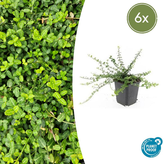 6x Euonymus fortunei 'Minimus' - ↕10-25cm - Ø9cm - Pflanzfix24.de - Pflanzfix24.de