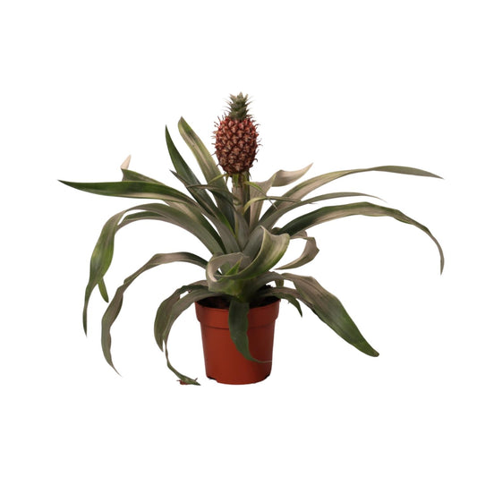 Ananas Rosita - Ø12cm - ↕35cm - Pflanzfix24