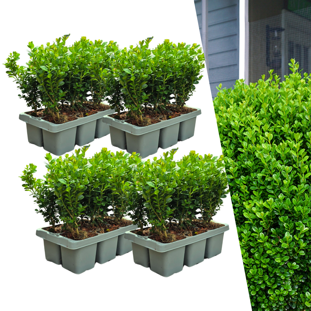 4 x 6er-Pack Buxus NewGen Freedom - Winterharte Immergrüne Sträucher 24 x Ø7 cm - Pflanzfix24.de - Pflanzfix24.de