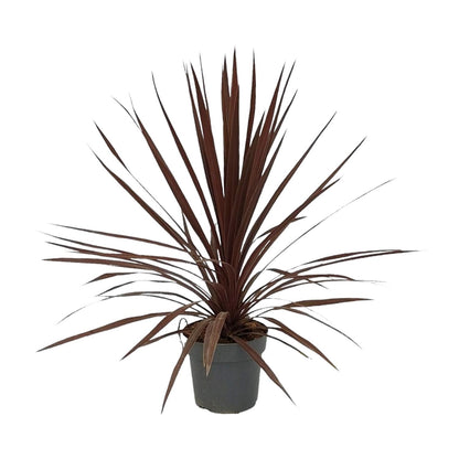 Cordyline Australis Red Star - Ø20cm - ↕80cm - Pflanzfix24