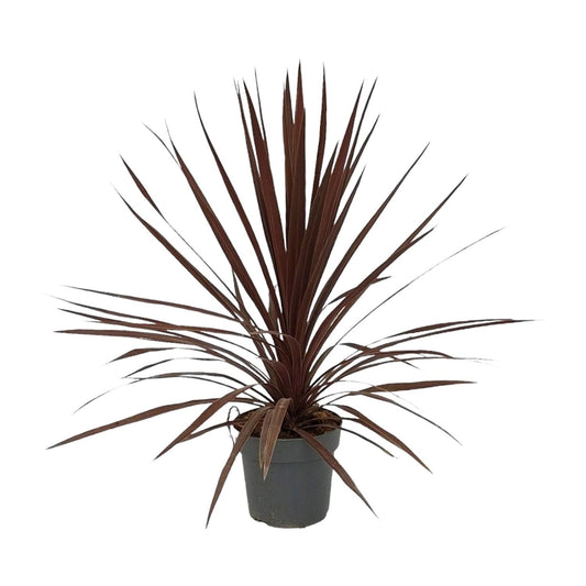 Cordyline Australis Red Star - Ø20cm - ↕80cm - Pflanzfix24