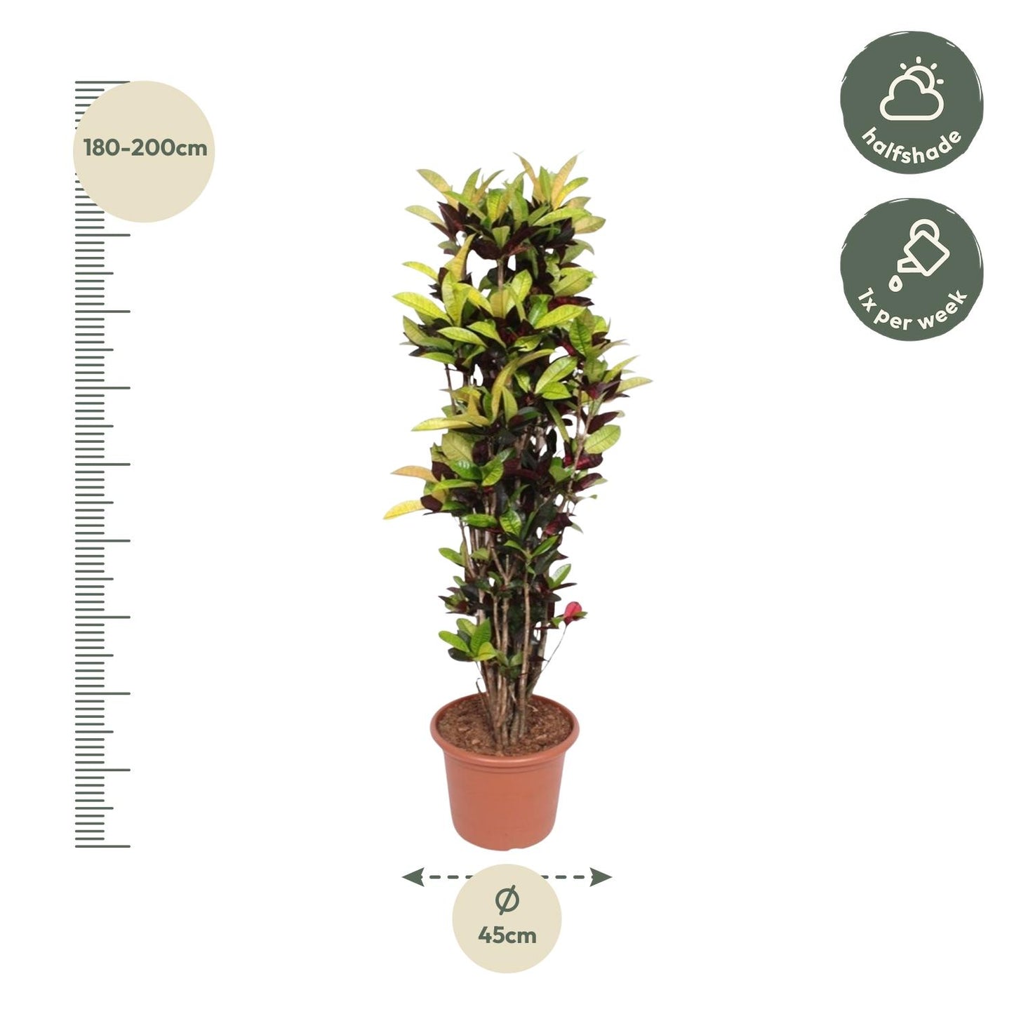 Codiaeum Iceton (Croton Iceton) - 190 cm - ø45 von Pflanzfix24