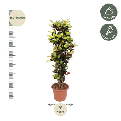 Codiaeum Iceton (Croton Iceton) - 190 cm - ø45 von Pflanzfix24