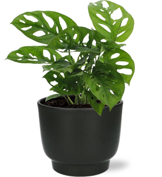 Monstera Monkey Leaf Ø12cm mit Potenza Topf Schwarz - Pflanzfix24
