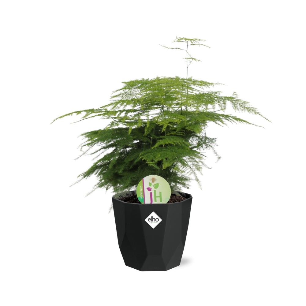Asparagus Fern 'Plumosus' - 14cm Pot - Pflanzfix24