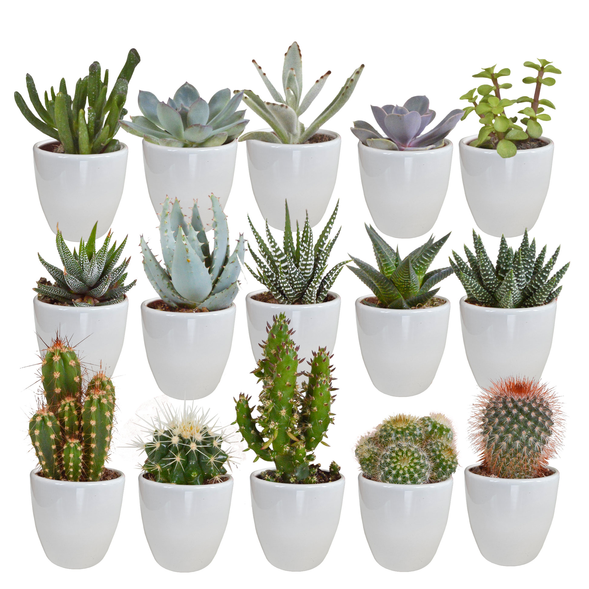 Cactus en vetplanten Mischung 5,5 cm | 15 stück - in witte pot - Pflanzfix24.de - Pflanzfix24.de