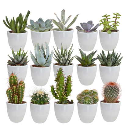 Cactus en vetplanten Mischung 5,5 cm | 15 stück - in witte pot - Pflanzfix24.de - Pflanzfix24.de