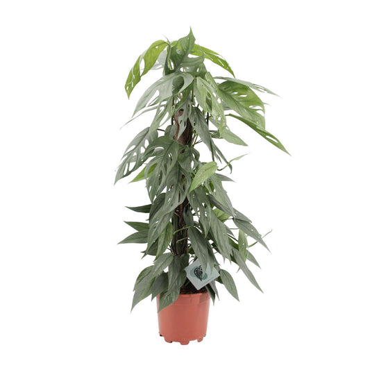 Epipremnum Pinnatum Cebu Blue - Ø17cm - ↕65cm - Pflanzfix24.de - Pflanzfix24.de