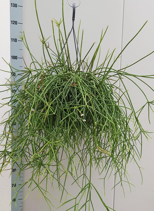 Rhipsalis Mauritiana - Ø25cm - ↕60cm bei Pflanzfix24