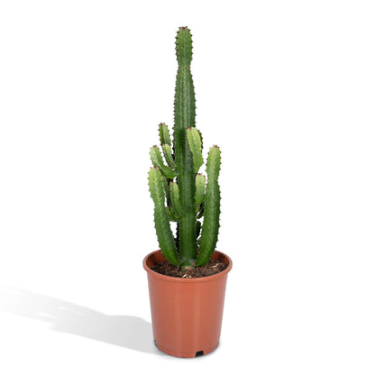Euphorbia Acrurensis - Ø24cm - ↕60cm bei Pflanzfix24.de - Pflanzfix24.de