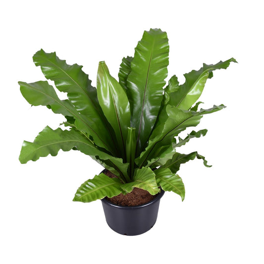 Asplenium Nidus - Nestfarn - Ø37cm - ↕85cm - Pflanzfix24