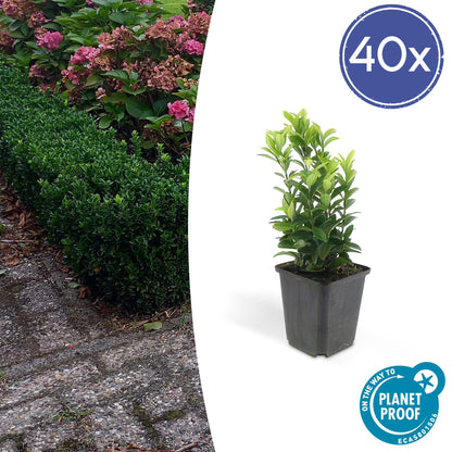 40x Euonymus jap. Green Spire - ↕10-25cm - Ø9cm - Pflanzfix24.de - Pflanzfix24.de