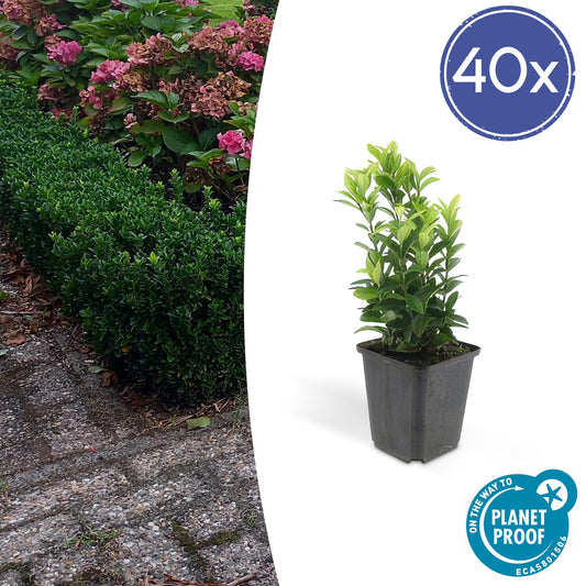 40x Euonymus jap. Green Spire - ↕10-25cm - Ø9cm - Pflanzfix24.de - Pflanzfix24.de
