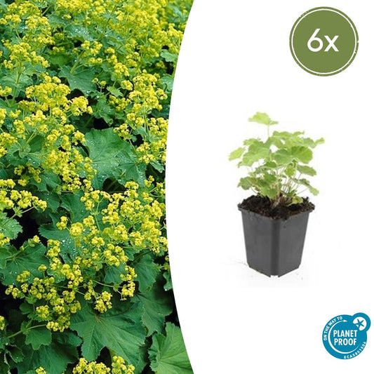 6x Alchemilla mollis - ↕10-25cm - Ø9cm - Pflanzfix24.de - Pflanzfix24.de