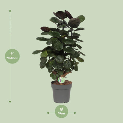 Polyscias Scutellaria Fabian Ø19 cm, H60 cm – Pflanzfix24.de - Pflanzfix24.de