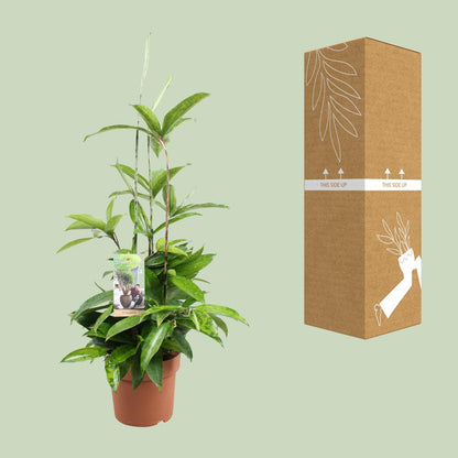 Dracaena Surculosa - Ø17cm - ↕55cm - Pflanzfix24.de - Pflanzfix24.de