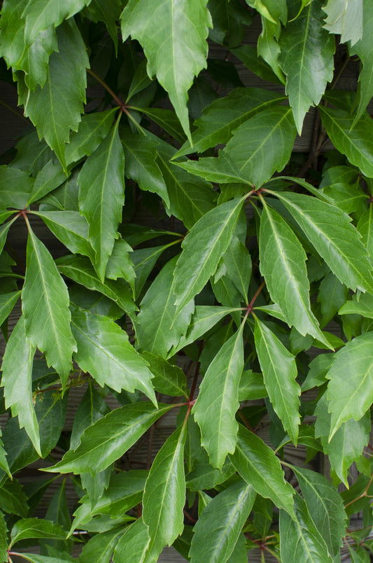 4x - Parthenocissus q. var. 'Engelmannii' - ↨65cm - Ø15 - Pflanzfix24.de - Pflanzfix24.de