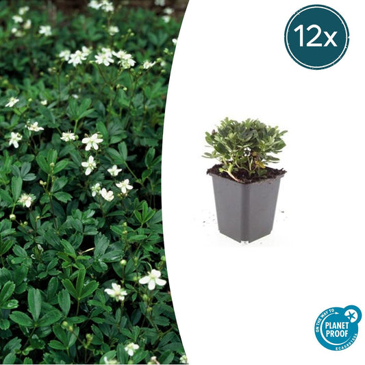 12x Potentilla tridentata 'Nuuk' Bodendecker Ø9cm – Pflanzfix24.de - Pflanzfix24.de