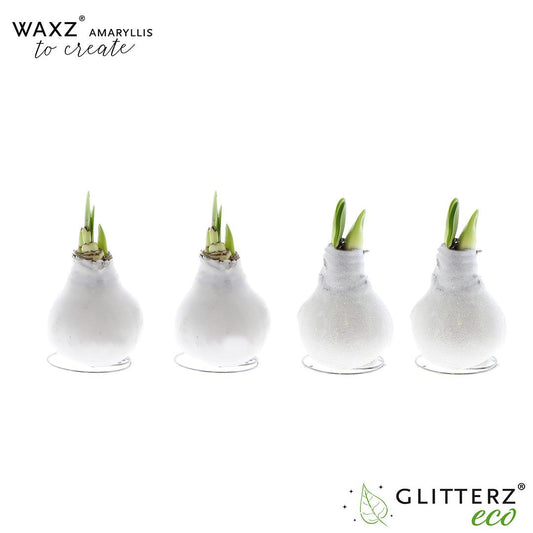 Amaryllis Waxz To Create White - 4 Stücke - Pflanzfix24