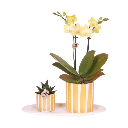 Ostergeschenkset Gelbe Phalaenopsis & Grünpflanze | Pflanzfix24.de - Pflanzfix24.de