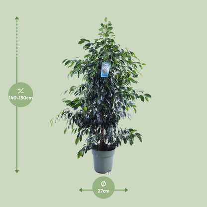 Ficus Benjamina Danielle - Ø27cm - ↕140cm - Pflanzfix24