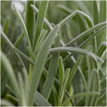 12 x 6er Set Lavendel angustifolia - pflanzfix24