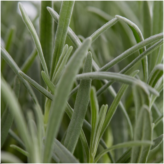 12 x 6er Set Lavendel angustifolia - pflanzfix24