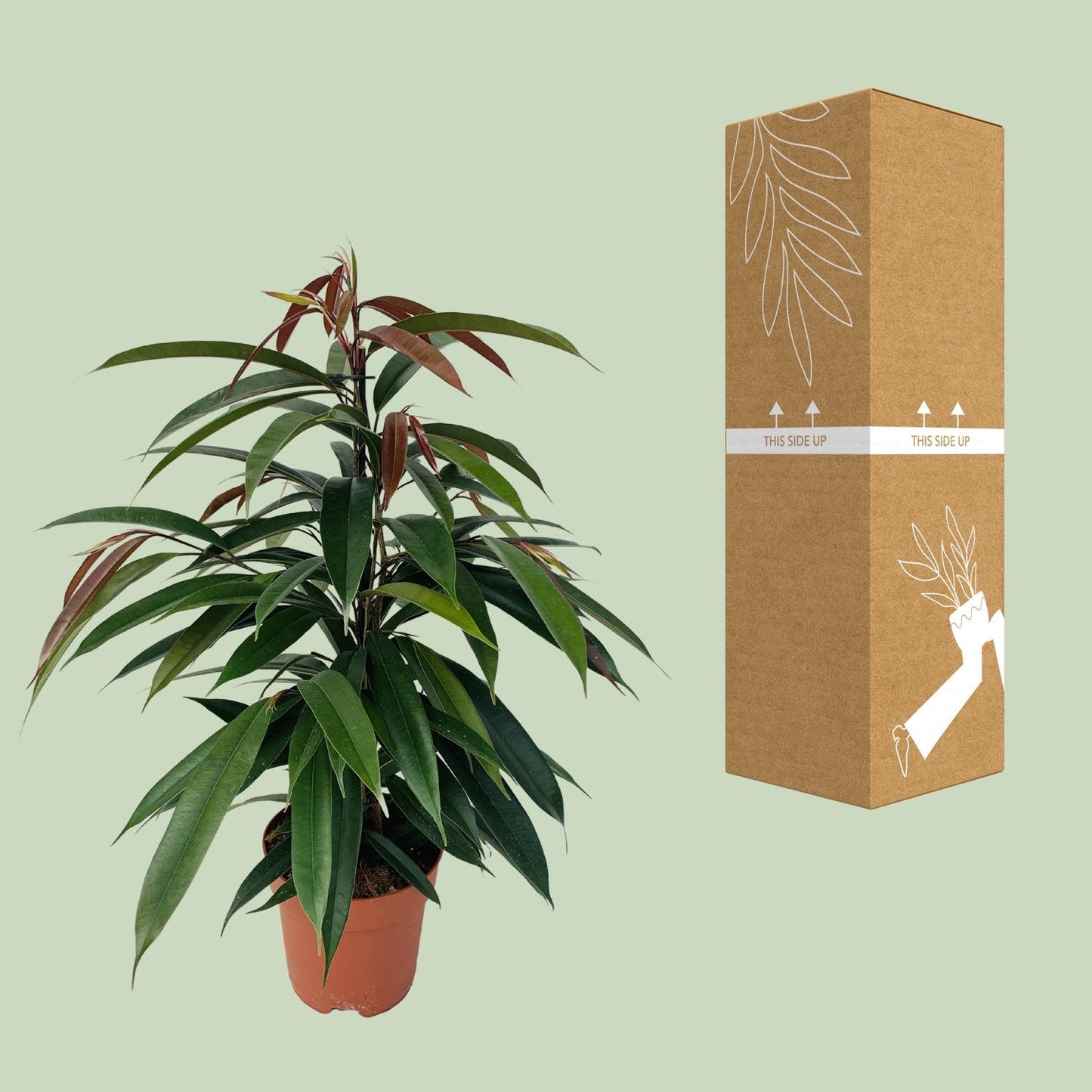 Ficus Binnendijkii 'Amstel King' P17 - Pflanzfix24