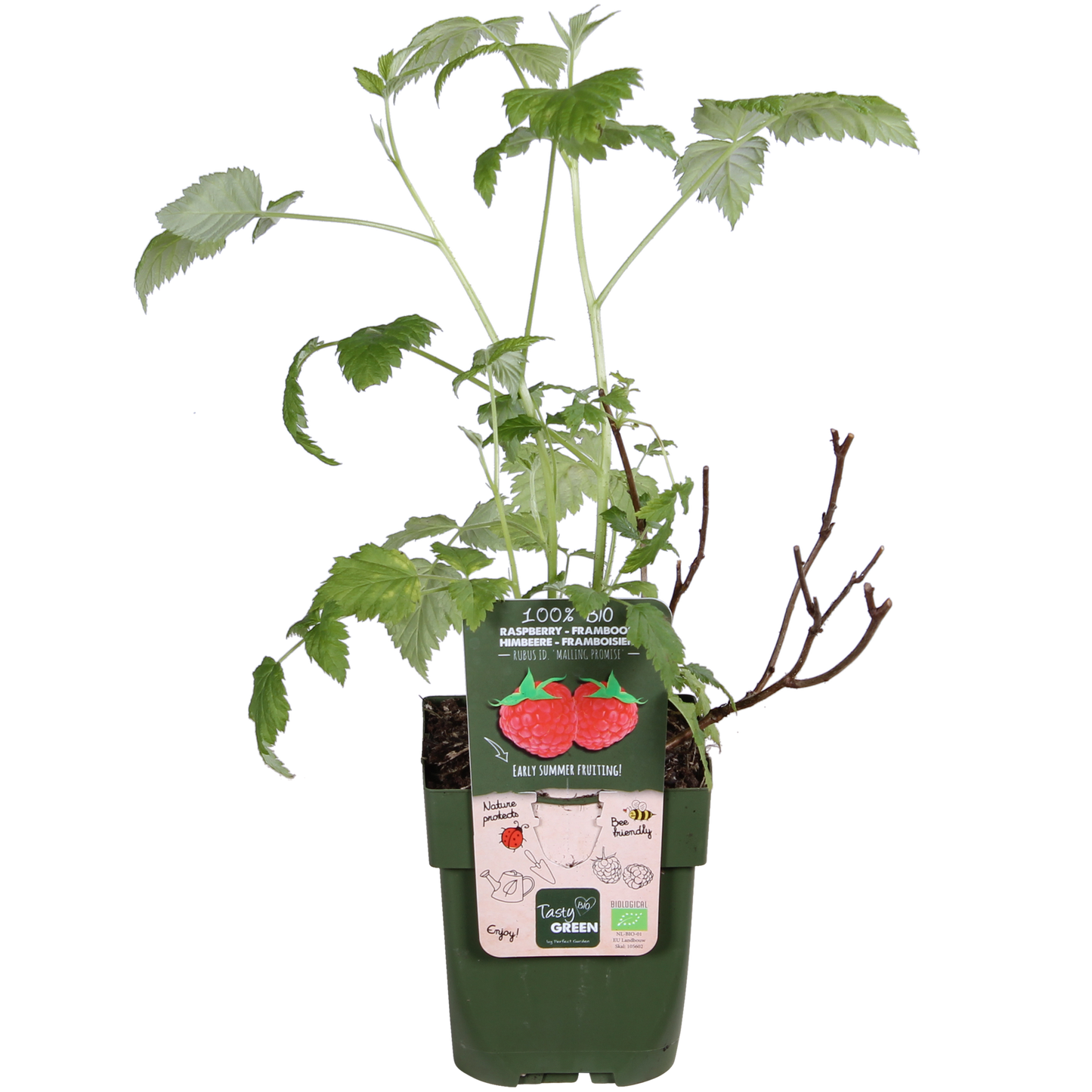Rubus idaeus 'Malling Promise' - pflanzfix24