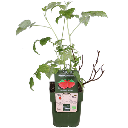 Rubus idaeus 'Malling Promise' - pflanzfix24