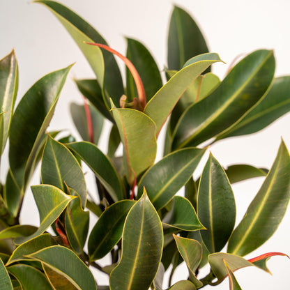 Ficus Elastica Melany Stamm + Topf Mayk Gold - ↨90cm - Ø21cm - Pflanzfix24