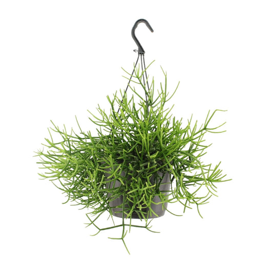 Rhipsalis Heteroclada - Ø17cm - Pflanzfix24