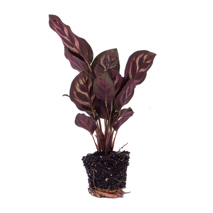 Calathea Makoyana - Pauwenplant - Terrarium plant - Potmaat 6 - Pflanzfix24.de - Pflanzfix24.de